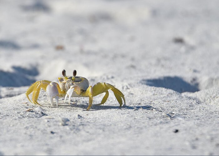 Crab Greeting Card featuring the photograph Yellow Crab by Artful Imagery