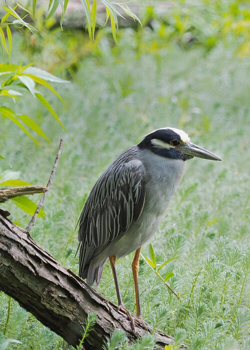 Heron Greeting Card featuring the photograph Yellow-Crowned Night Heron 1 by Paula Ponath