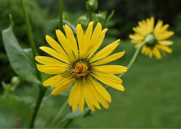 Yellow Greeting Card featuring the photograph Yellow Daisy 1 by Nina Kindred