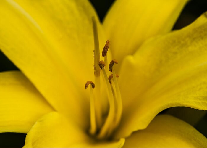  Greeting Card featuring the photograph Yellow by Dan Hefle