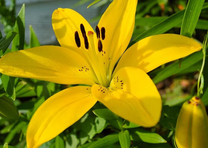 Lilly Greeting Card featuring the photograph Yellow Day Lilly by Bonfire Photography