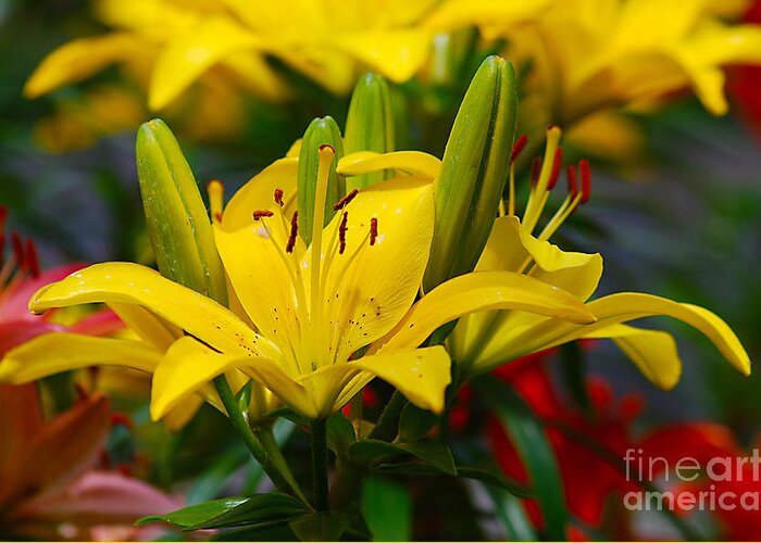 Yellow Greeting Card featuring the photograph Yellow Day Lily 20120614_55a by Tina Hopkins