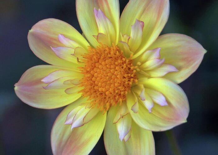Dahlia Greeting Card featuring the photograph Yellow Dwarf Dahlia by Patricia Strand