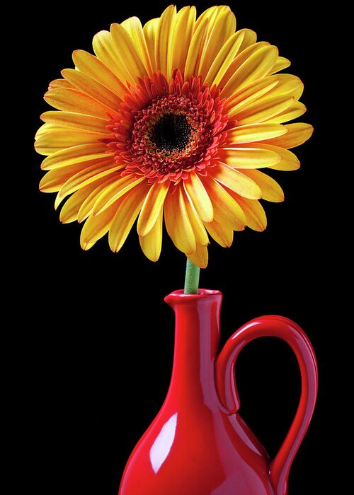 Mums Greeting Card featuring the photograph Yellow fancy daisy in red vase by Garry Gay