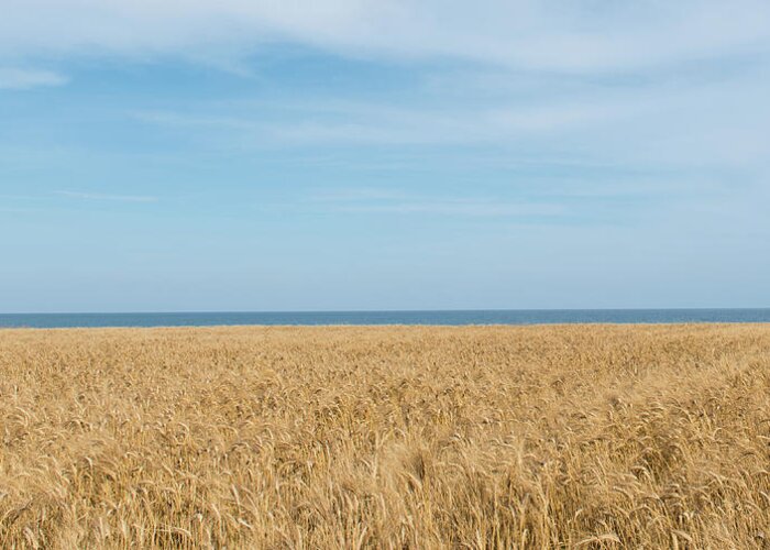 Background Greeting Card featuring the photograph Yellow field, sea and blue sky by Michalakis Ppalis