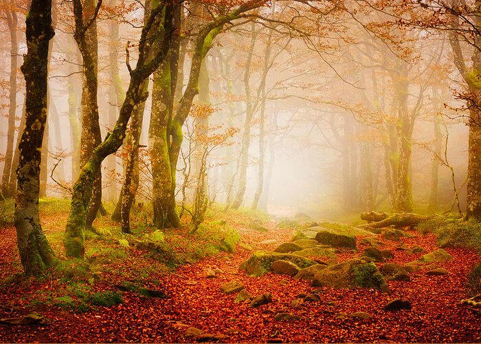 Forest Greeting Card featuring the photograph Yellow Forest Mist by Philippe Sainte-Laudy