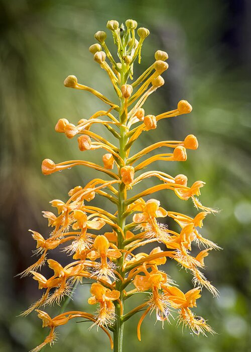 Wild Greeting Card featuring the photograph Yellow Fringed Orchid by Bob Decker