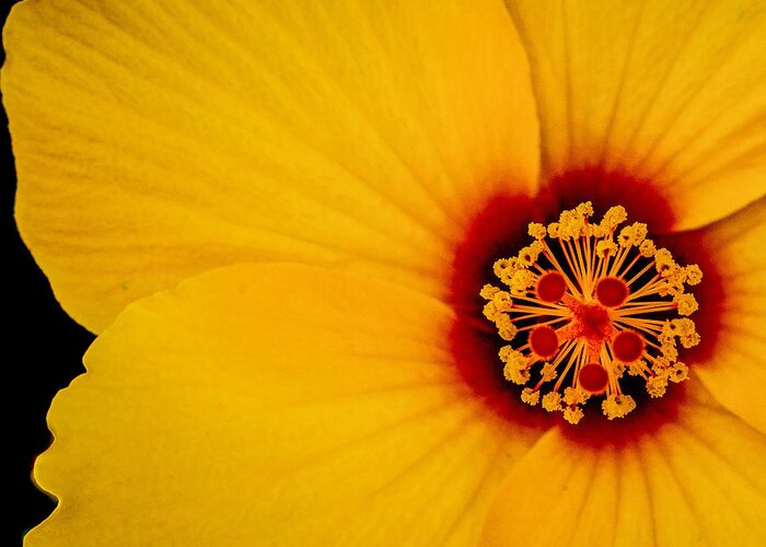 Yellow Flower Greeting Card featuring the photograph Yellow Hibiscus Squared by TK Goforth