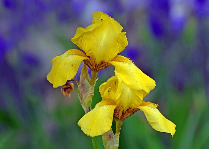 Iris Greeting Card featuring the photograph Yellow Iris by Rodney Campbell