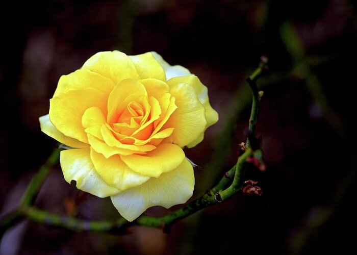 Rose Greeting Card featuring the photograph Yellow... by John Moulds