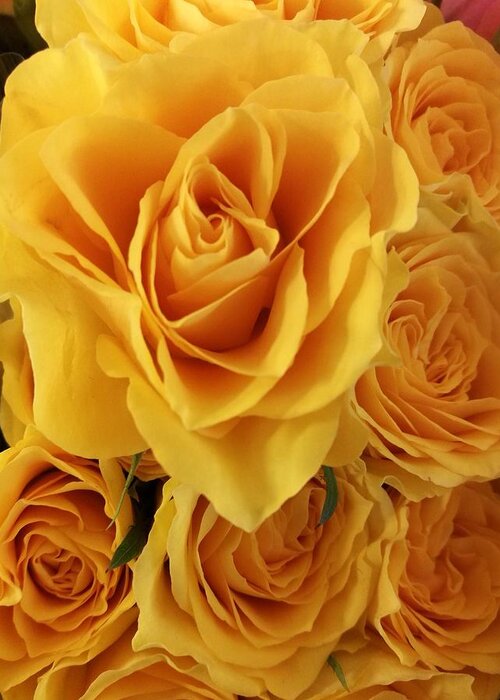 Rose Greeting Card featuring the photograph Yellow joy by Rosita Larsson