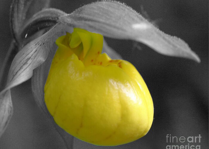 Lady Slipper Greeting Card featuring the photograph Yellow Lady Slipper Partial by Smilin Eyes Treasures