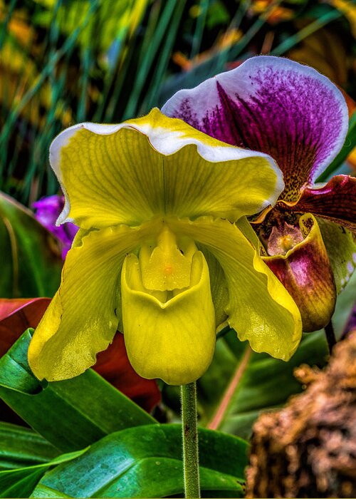 Beautiful Greeting Card featuring the photograph Yellow Ladyslipper by Nick Zelinsky Jr