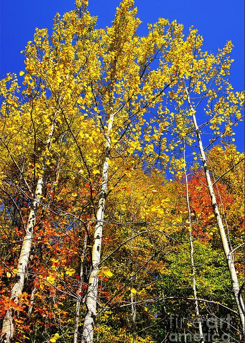 Summit Lake Greeting Card featuring the photograph Yellow Leaves Blue Sky by Thomas R Fletcher