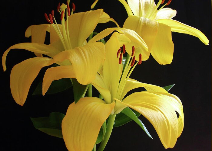 Lily Greeting Card featuring the photograph Yellow Lily by Jeff Townsend