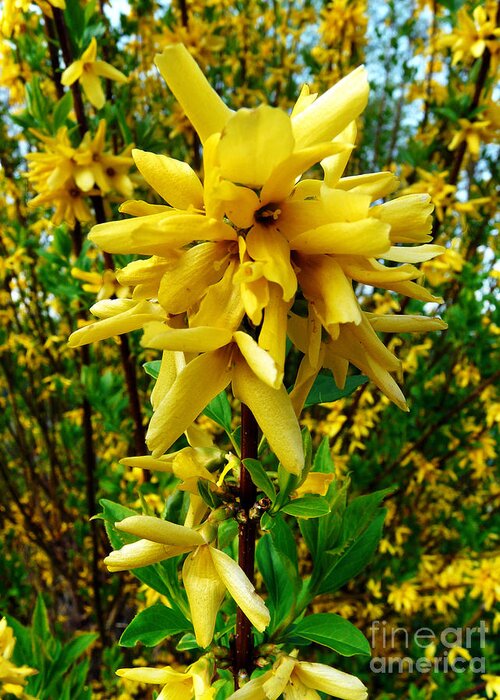 Forsythia Greeting Card featuring the photograph Yellow Me by Jasna Dragun
