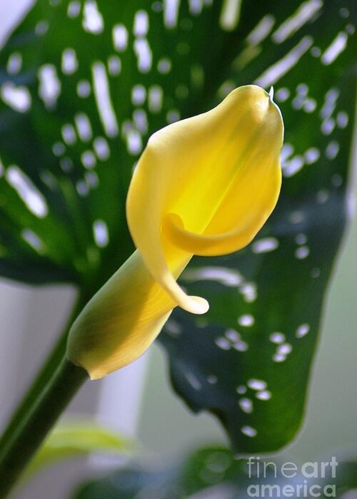 Yellow Calla Lily Greeting Card featuring the photograph Yellow Mini Calla Lilies by Donna Bentley