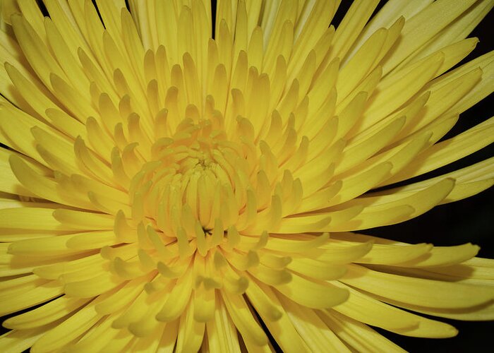 Photograph Greeting Card featuring the photograph Yellow Mum by Larah McElroy