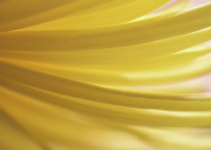 Photograph Greeting Card featuring the photograph Yellow Mum Petals #11 by Larah McElroy