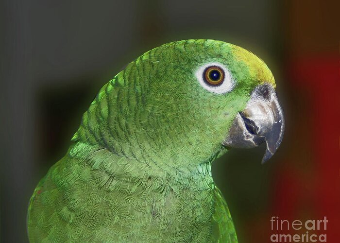 Parrot Greeting Card featuring the photograph Yellow Naped Amazon Parrot by Smilin Eyes Treasures