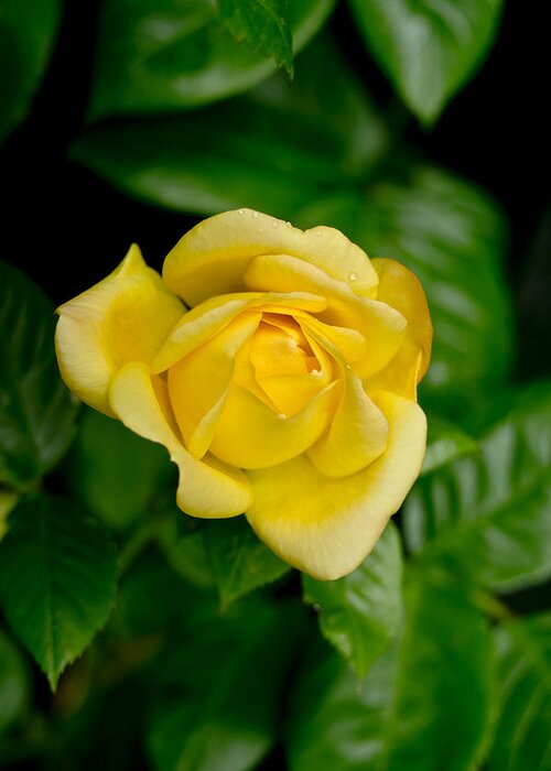 Rose Greeting Card featuring the photograph Yellow on green. by Elena Perelman