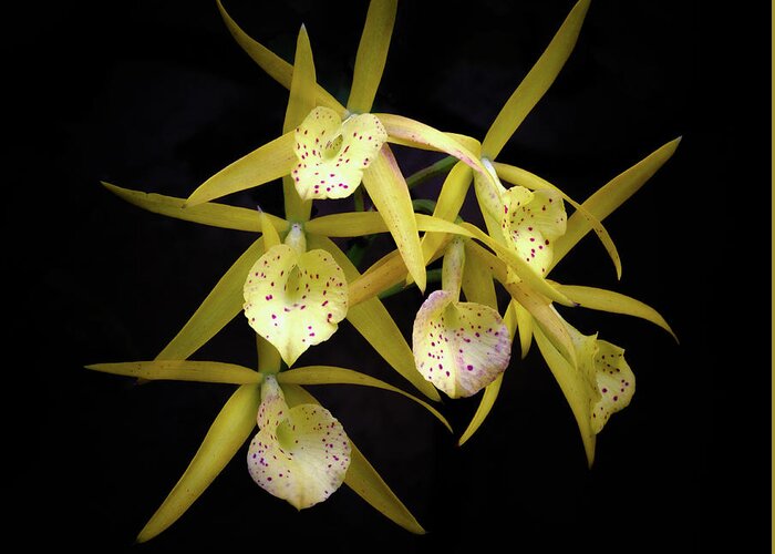 Yellow; Orchids Greeting Card featuring the photograph Glowing Orchids by Georgette Grossman