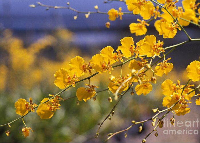 Beautiful Greeting Card featuring the photograph Yellow Orchids by Tomas del Amo - Printscapes
