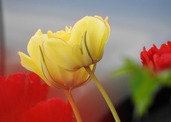 Tulips Greeting Card featuring the photograph Yellow Pair by Betty-Anne McDonald