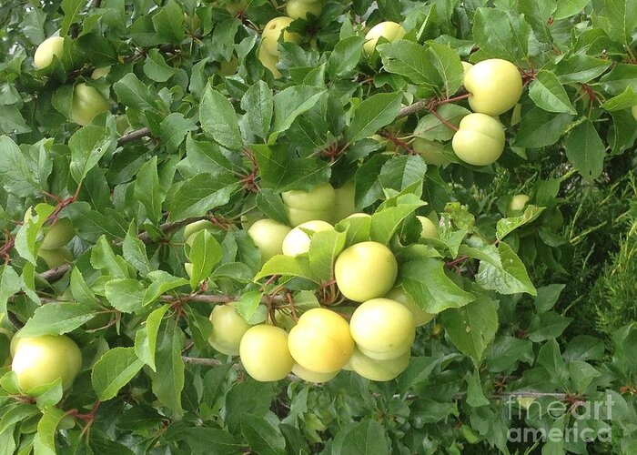 Spring Plums Greeting Card featuring the photograph Yellow Plums by Kim Prowse