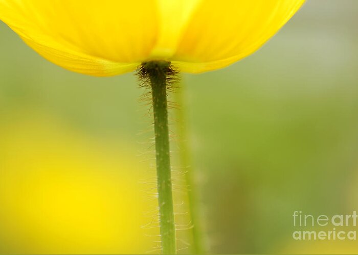 Poppy Greeting Card featuring the photograph Yellow Poppy by Silke Magino