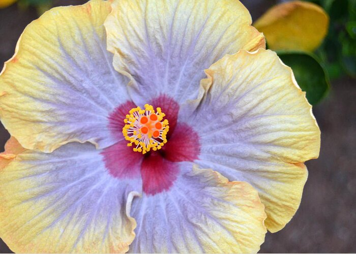Flower Greeting Card featuring the photograph Yellow Purple Hibiscus 3 by Amy Fose