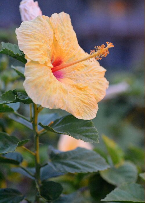 Flower Greeting Card featuring the photograph Yellow Red Hibiscus Profile by Amy Fose