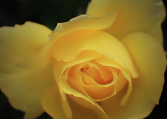 Yellow Rose Greeting Card featuring the photograph Yellow Rose Garden two by Ella Kaye Dickey