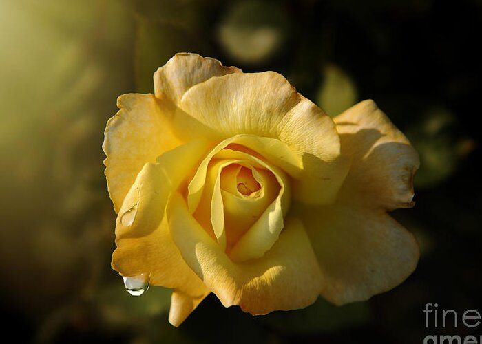 Rose Greeting Card featuring the photograph Yellow Rose in Bloom by Stefano Senise