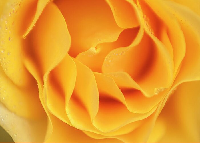 Flower Greeting Card featuring the photograph Yellow rose of Texas by Usha Peddamatham