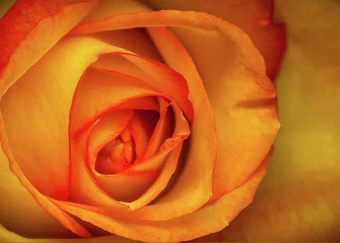 Bloom Greeting Card featuring the photograph Yellow Rose by Ron Pate
