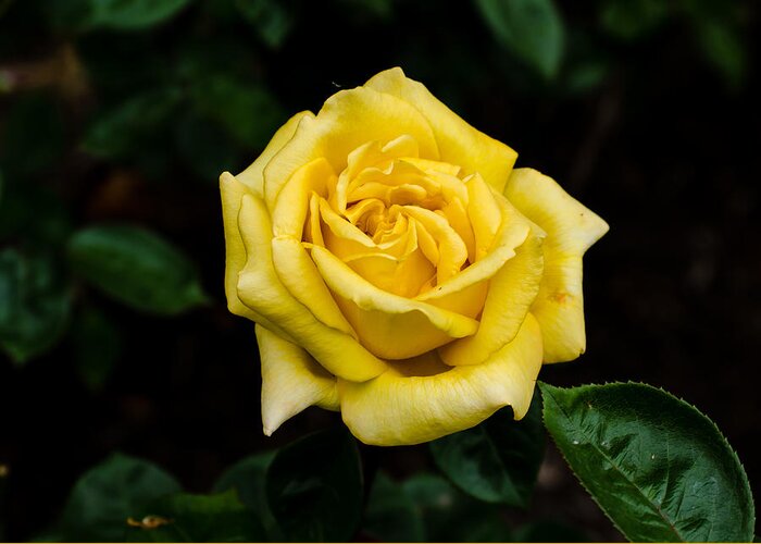 Washington Park Rose Garden Greeting Card featuring the photograph Yellow Rose by Tom Potter