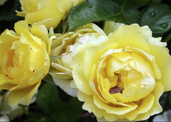Rose Greeting Card featuring the photograph Yellow Roses by Ellen Tully