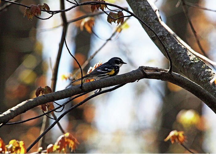 Yellow Rumped Warbler Greeting Card featuring the photograph Yellow Rumped Warbler by Debbie Oppermann