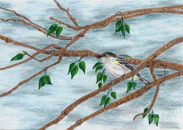 Bird Greeting Card featuring the drawing Yellow Rumped Warbler by Terri Mills