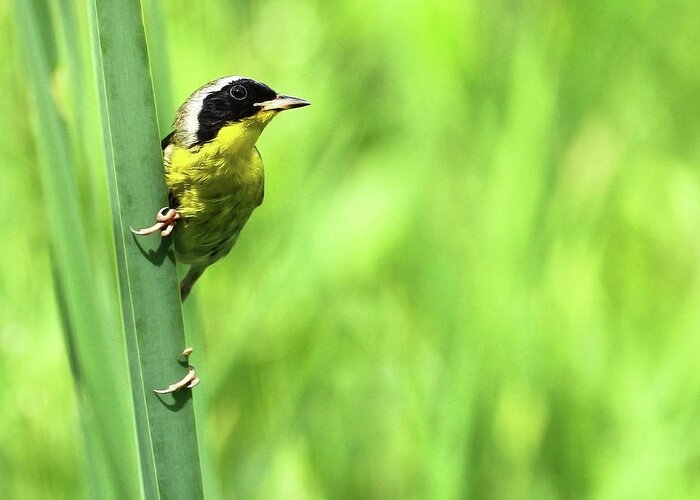 Common Yellow Throat Greeting Card featuring the photograph Yellow Throat by Art Cole