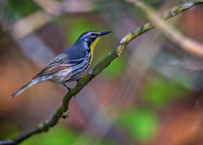Yellow-throated Warbler Greeting Card featuring the photograph Yellow-throated Warbler by Rick Berk