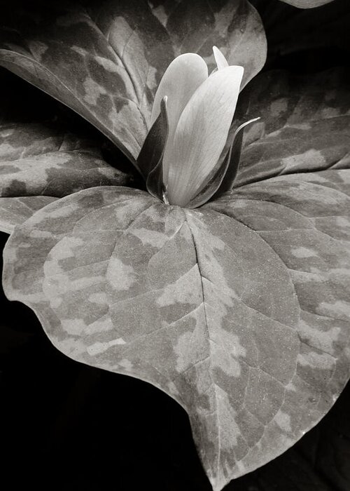 Flower Greeting Card featuring the photograph Yellow Trillium by Tony Ramos