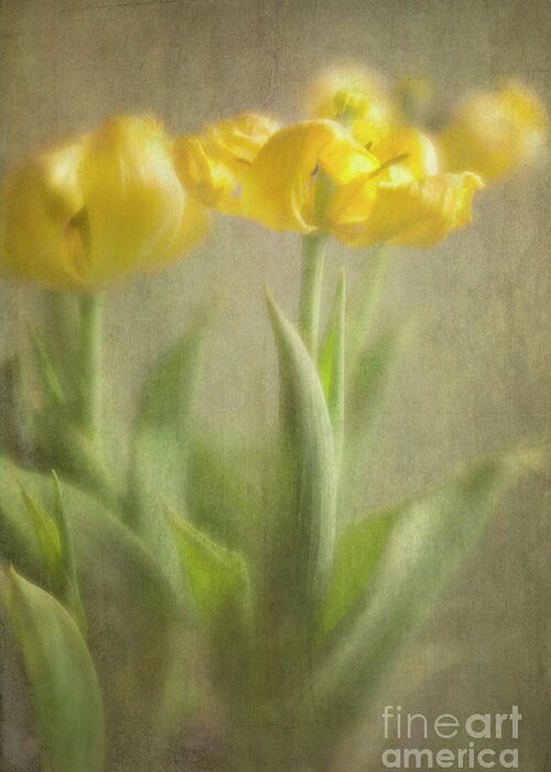 Yellow Tulips Greeting Card featuring the photograph Yellow Tulips by Elena Nosyreva