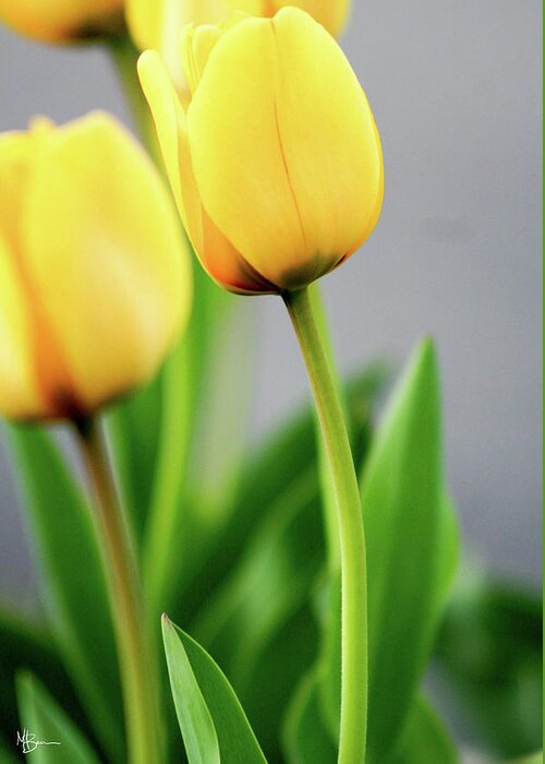 Floral Greeting Card featuring the photograph Yellow Tulips by Mary Anne Delgado