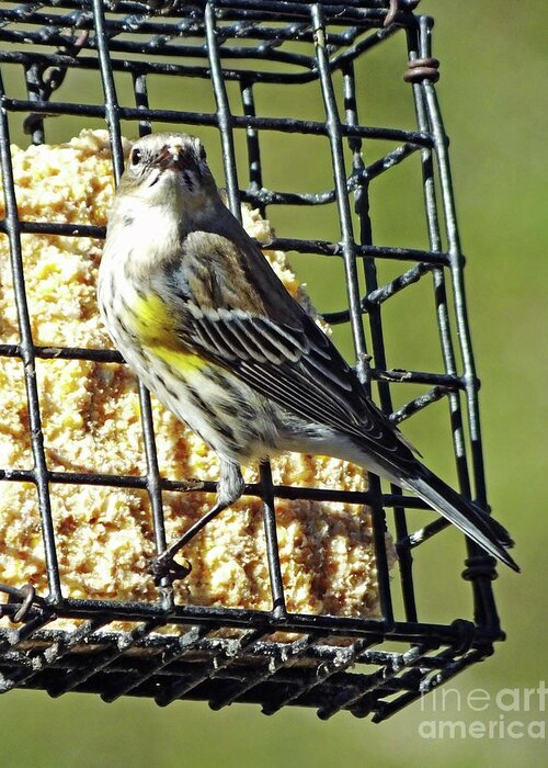 Warbler Greeting Card featuring the photograph Yellow Rumped Warbler 8 by Lizi Beard-Ward