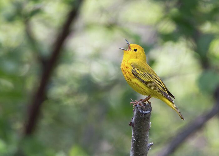 Bird Greeting Card featuring the photograph Yellow Warbler in song by Celine Pollard