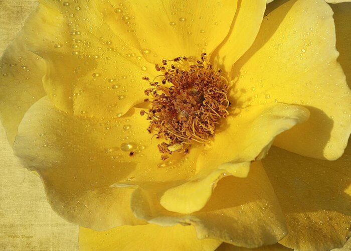 Rose Greeting Card featuring the photograph Yellow Wild Rose by Phyllis Denton