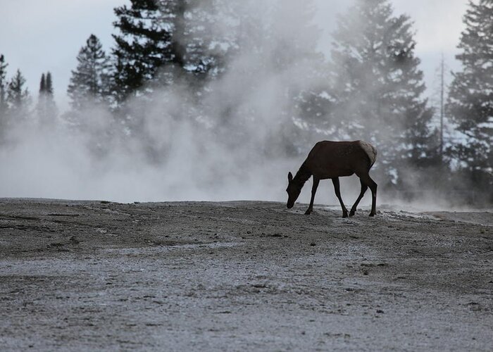 Yellowstone National Park Greeting Card featuring the photograph Yellowstone 5456 by Michael Fryd