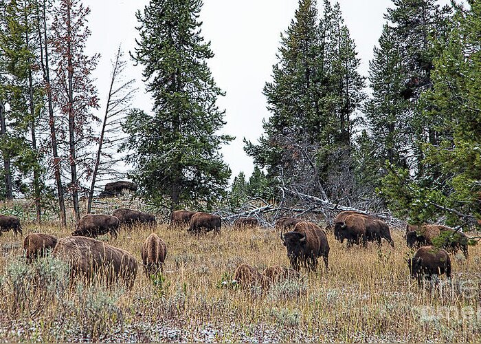 Yelowstone Greeting Card featuring the photograph Yellowstone Buffalo by Jim Garrison